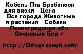 Кобель Пти Брабансон для вязки › Цена ­ 30 000 - Все города Животные и растения » Собаки   . Ленинградская обл.,Сосновый Бор г.